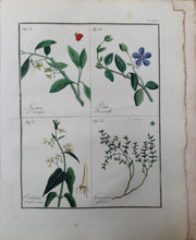 Charger l'image dans la galerie, Livre VIGNEUX (A.) - Flore pittoresque des environs de Paris