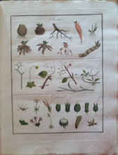 Charger l'image dans la galerie, Livre VIGNEUX (A.) - Flore pittoresque des environs de Paris