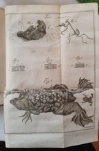 Charger l'image dans la galerie, Livre VALLISNIERI (Antonio) - Istoria del Camaleonte Affricano