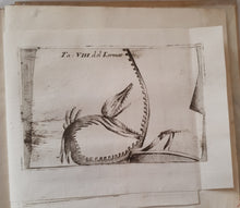 Charger l'image dans la galerie, Livre VALLISNIERI (Antonio) - Istoria del Camaleonte Affricano