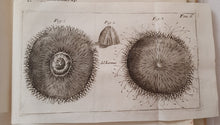Charger l&#39;image dans la galerie, Livre VALLISNIERI (Antonio) - Istoria del Camaleonte Affricano
